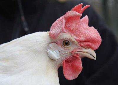 مرغ های اصلاح شده ژنتیکی در برابر ویروس مقاوم شدند