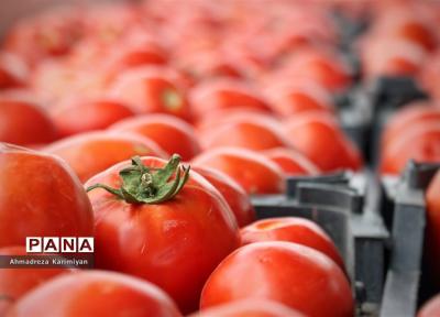 فرایند کاهشی قیمت گوجه با عرضه مستقیم در میادین میوه و تره بار