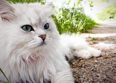 عکس گربه پرشین؛ تصاویری از گربه های ملوس ایرانی