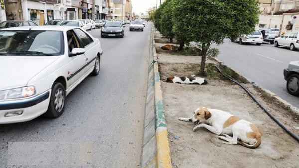 عقیم سازی 2 هزار سگ بلاصاحب در تهران