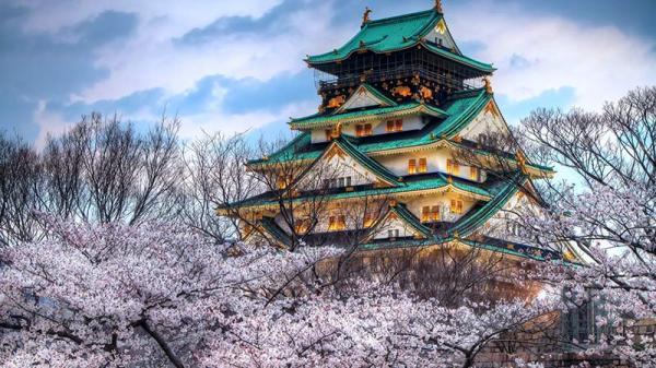 بهاری رویایی با شکوفه های گیلاس ژاپن