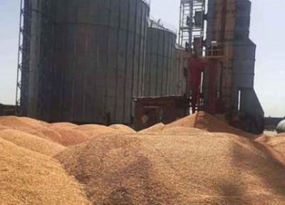خرید تضمینی گندم در کردستان آغاز شد