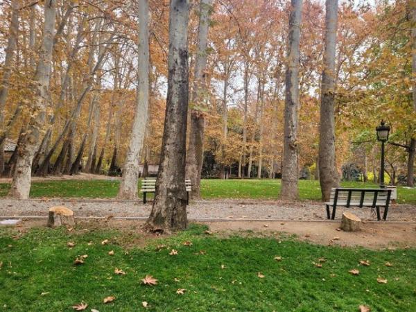 شکایت شهرداری تهران از کاخ سعدآباد بابت قطع 15 درخت، پیگیری برای اجرای حکم کمیسیون ماده 7